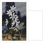 Scillas by Raymond Booth