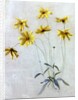 Study of Yellow Daisies, a Design for wallpaper by English School