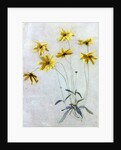 Study of Yellow Daisies, a Design for wallpaper by English School