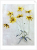 Study of Yellow Daisies, a Design for wallpaper by English School