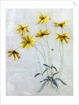 Study of Yellow Daisies, a Design for wallpaper by English School