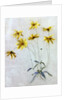 Study of Yellow Daisies, a Design for wallpaper by English School