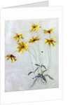 Study of Yellow Daisies, a Design for wallpaper by English School