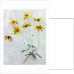 Study of Yellow Daisies, a Design for wallpaper by English School