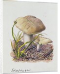 Study of Fungi by Josef Fleischmann