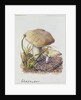 Study of Fungi by Josef Fleischmann