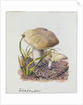 Study of Fungi by Josef Fleischmann