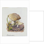 Study of Fungi by Josef Fleischmann