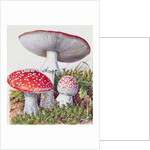 Study of Fungus by Josef Fleischmann