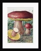Study of Fungus by Josef Fleischmann