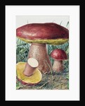 Study of Fungus by Josef Fleischmann