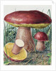 Study of Fungus by Josef Fleischmann