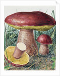 Study of Fungus by Josef Fleischmann