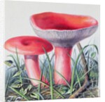 Study of Fungus by Josef Fleischmann