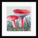 Study of Fungus by Josef Fleischmann