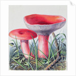 Study of Fungus by Josef Fleischmann