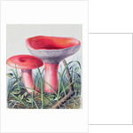 Study of Fungus by Josef Fleischmann