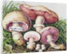 Study of Fungus by Josef Fleischmann