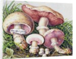 Study of Fungus by Josef Fleischmann