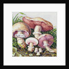 Study of Fungus by Josef Fleischmann