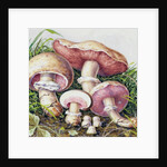 Study of Fungus by Josef Fleischmann