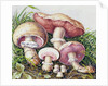 Study of Fungus by Josef Fleischmann