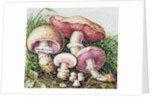 Study of Fungus by Josef Fleischmann