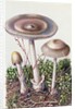 Study of Fungus by Josef Fleischmann