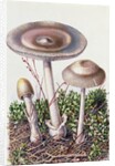 Study of Fungus by Josef Fleischmann