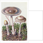 Study of Fungus by Josef Fleischmann