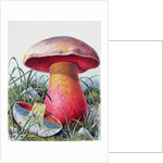 Study of Fungus by Josef Fleischmann