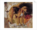 A Study of a Bloodhound, 1848 by William Holman Hunt