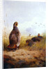 Three English Partidges, 1910 by Archibald Thorburn
