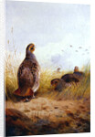 Three English Partidges, 1910 by Archibald Thorburn