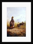 Three English Partidges, 1910 by Archibald Thorburn