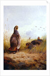 Three English Partidges, 1910 by Archibald Thorburn