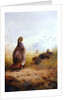 Three English Partidges, 1910 by Archibald Thorburn