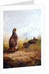 Three English Partidges, 1910 by Archibald Thorburn