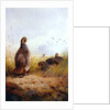 Three English Partidges, 1910 by Archibald Thorburn
