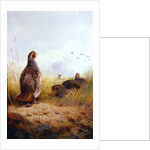 Three English Partidges, 1910 by Archibald Thorburn
