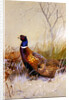 Chinese Ring-necked Pheasants in the Snow, 1910 by Archibald Thorburn