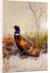Chinese Ring-necked Pheasants in the Snow, 1910 by Archibald Thorburn