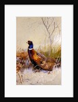 Chinese Ring-necked Pheasants in the Snow, 1910 by Archibald Thorburn