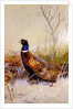 Chinese Ring-necked Pheasants in the Snow, 1910 by Archibald Thorburn