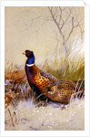 Chinese Ring-necked Pheasants in the Snow, 1910 by Archibald Thorburn