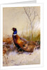 Chinese Ring-necked Pheasants in the Snow, 1910 by Archibald Thorburn