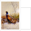 Chinese Ring-necked Pheasants in the Snow, 1910 by Archibald Thorburn