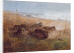 Snipe, 1923 by Archibald Thorburn