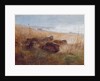 Snipe, 1923 by Archibald Thorburn