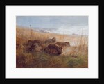 Snipe, 1923 by Archibald Thorburn